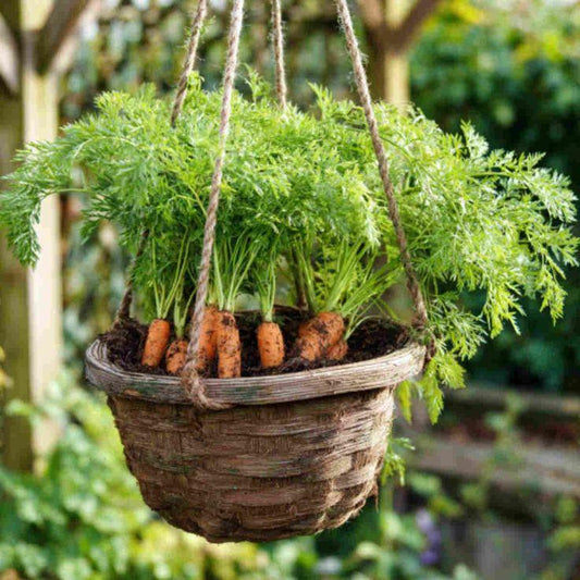 How To Grow Carrot Plants at Home - Garden365