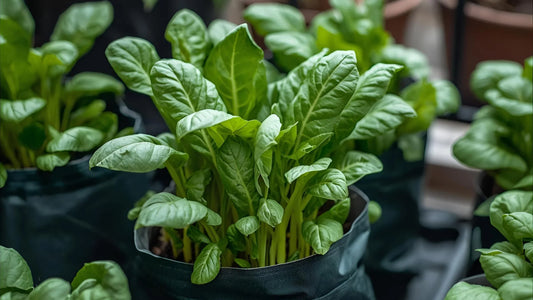 Grow Fresh Spinach at Home: Balcony, Terrace, or Indoors with Garden365 - Garden365
