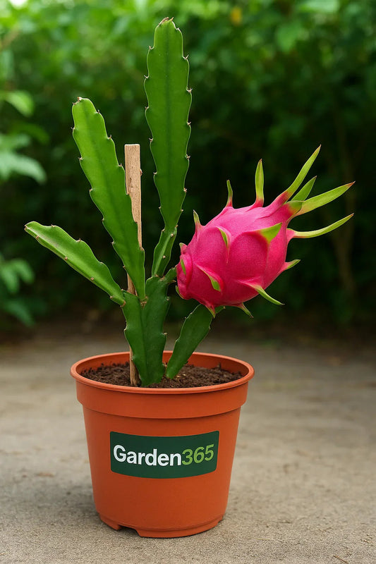 How to Grow & Care for Dragon Fruit Plant at Home | Garden365 - Garden365