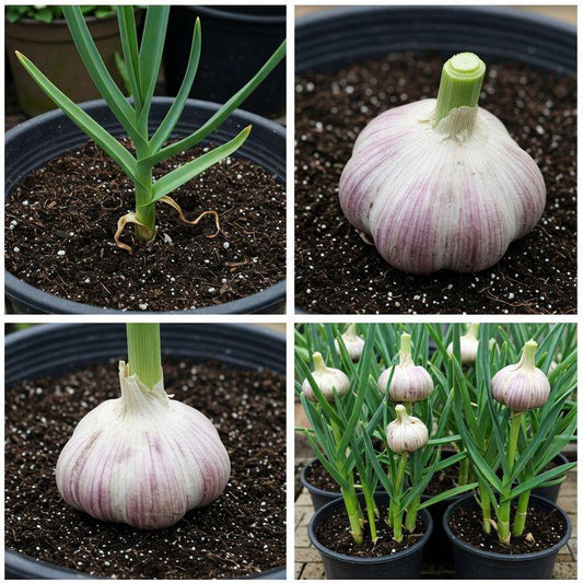 How To Grow Garlic Plants at Home - Garden365