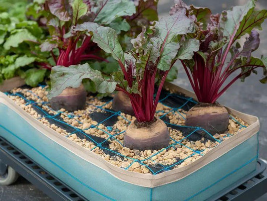 How To Grow Beetroot Plants at Home - Garden365