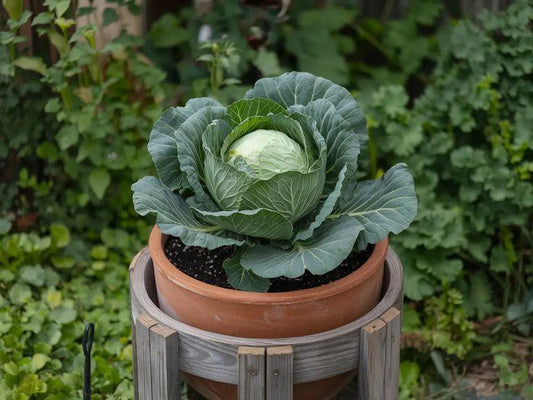 How To Grow Cabbage Plants at Home - Garden365