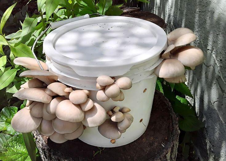 How to Care for Mushroom Plant at Home | Garden365 - Garden365
