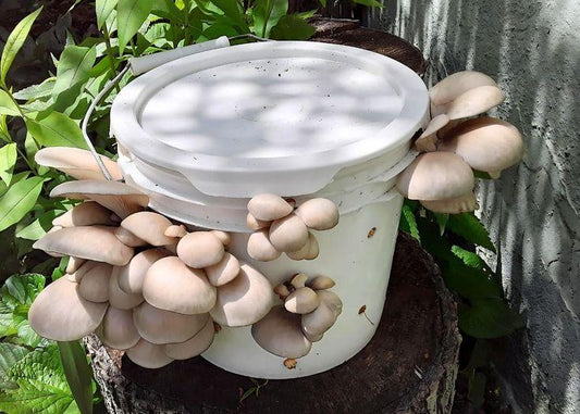 How to Care for Mushroom Plant at Home | Garden365 - Garden365