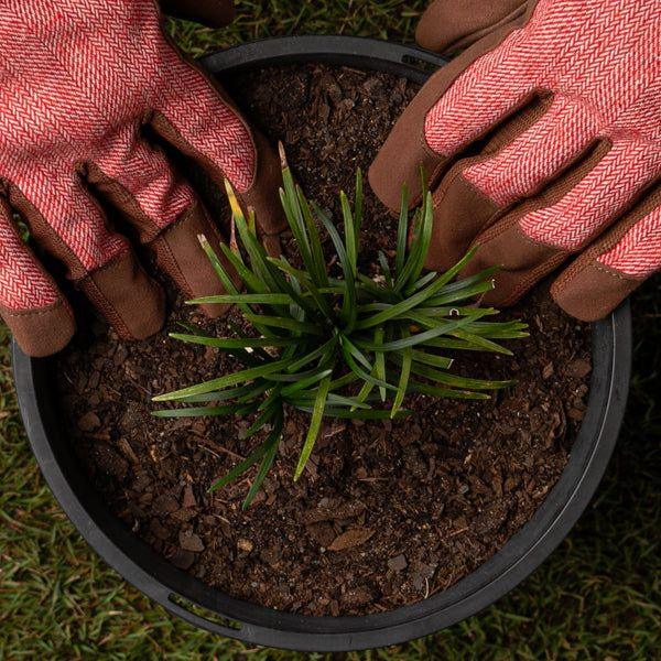 How to Use Humic Acid for Pot Preparation - Garden365