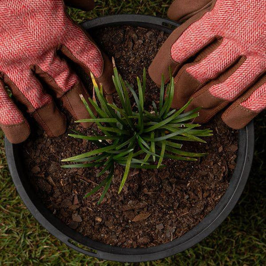How to Use Humic Acid for Pot Preparation - Garden365