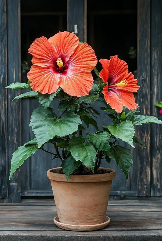 How to Use Hibiscus Plant Manure for Pot Preparation - Garden365
