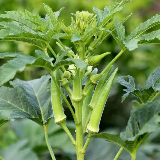 How To Grow Okra (Lady’s Finger) Plant At Home - Garden365