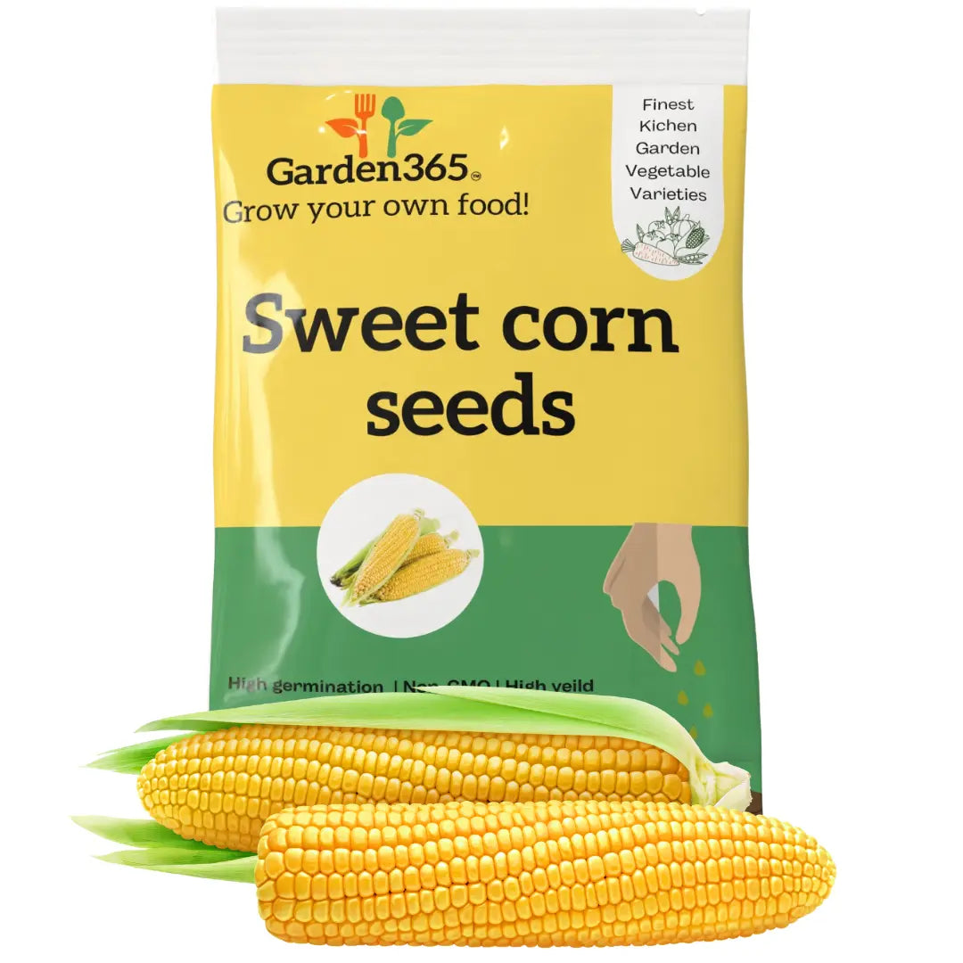Sweet Corn Seeds | Organic Heirloom Naati Seeds | 30 Seeds | Kitchen Garden Seeds of मक्का / ಜೋಳ / మొక్కజొన్న / சோளம் / ചോളം Garden365