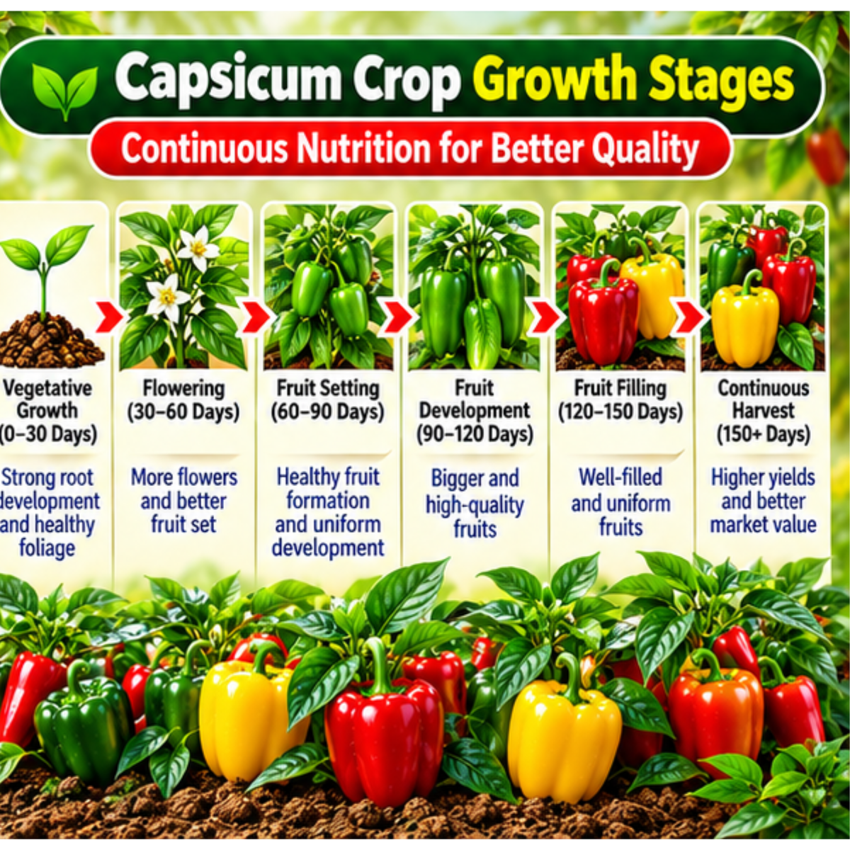 Capsicum Organic Master 7X Water Soluble Organic Fertilizer