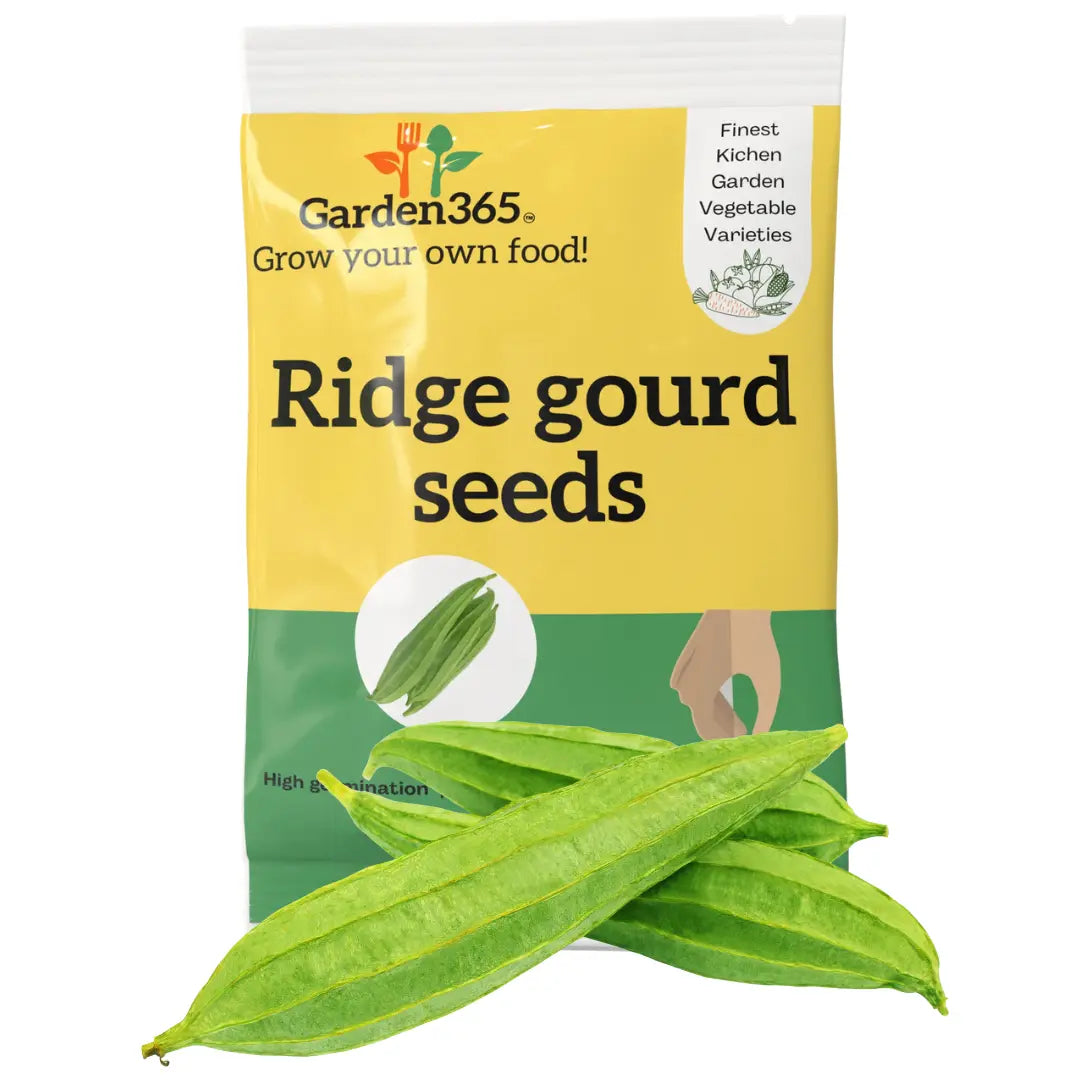 Ridge Gourd Seeds (Turai / Tori) | Organic Heirloom Naati Seeds | 20 Seeds | Kitchen Garden Seeds of तोरई / ಹೀರೇಕಾಯಿ / బీరకాయ / பீர்க்கங்காயி / പടവലങ്ങ Garden365