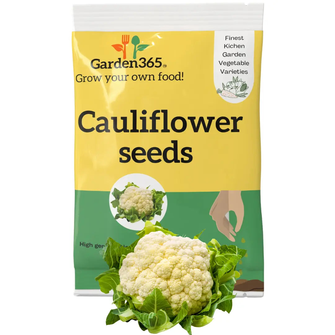 Cauliflower Seeds | Organic Heirloom Naati Seeds | 30 Seeds | Kitchen Garden Seeds of फूलगोभी / ಹೂಕೋಸು / గోభి / பூக்கோஸ் / കോളിഫഌവർ Garden365