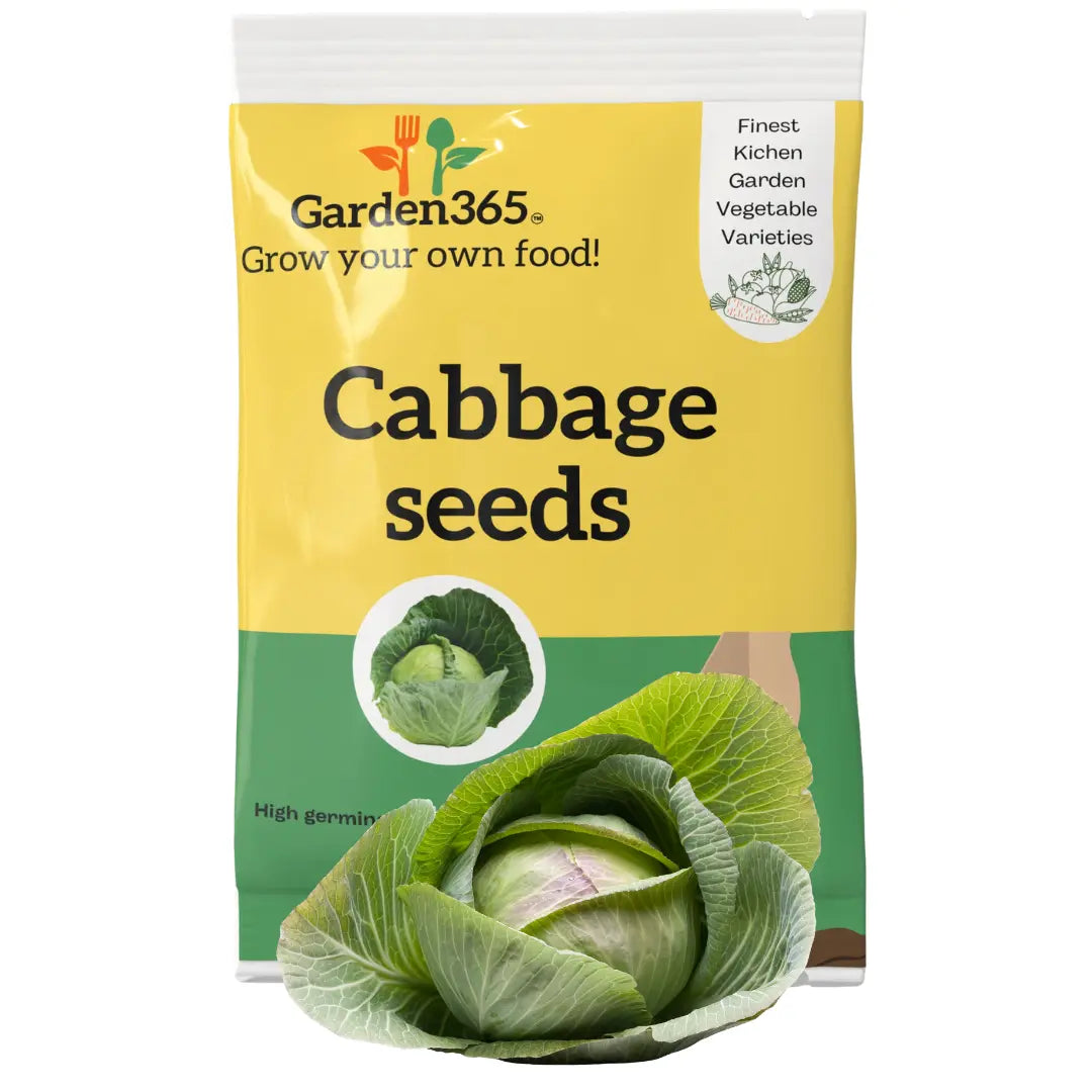 Cabbage Seeds | Organic Heirloom Naati Seeds | 30 Seeds | Kitchen Garden Seeds of पत्ता गोभी / ಎಲೆಕೋಸು / క్యాబేజీ / முட்டைகோஸ் / കാബേജ് Garden365