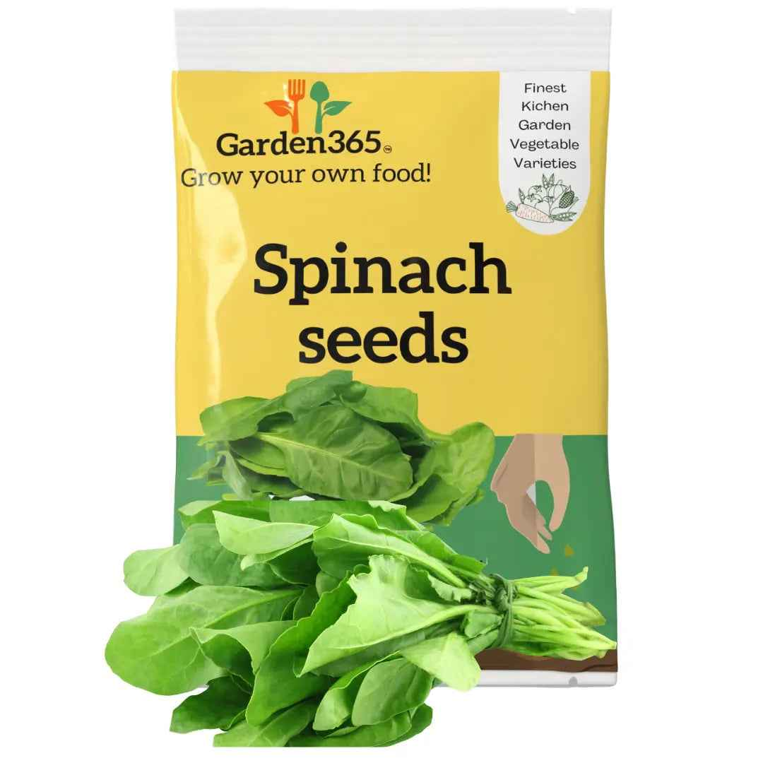 Spinach Seeds (Palak) | Organic Heirloom Naati Seeds | Kitchen Garden Seeds of पालक / ಸೊಪ್ಪು / పాలకూర / கீரை / ചീര (15gm)
