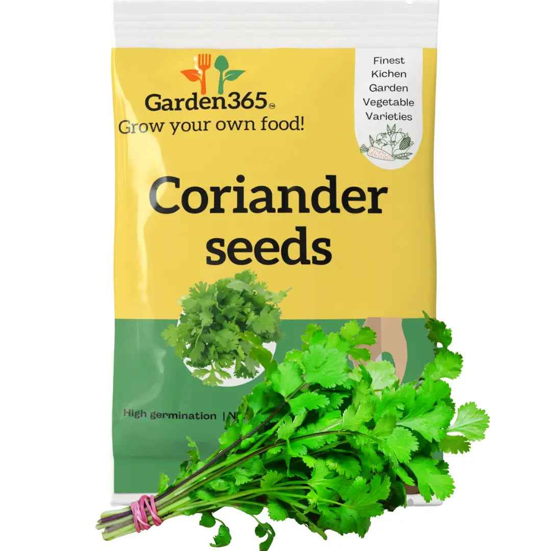 Coriander Seeds (Dhaniya) | Organic Heirloom Naati Seeds | Kitchen Garden Seeds of धनिया / ಕೊತ್ತಂಬರಿ / ధనియా / கொத்தமல்லி / മല്ലി