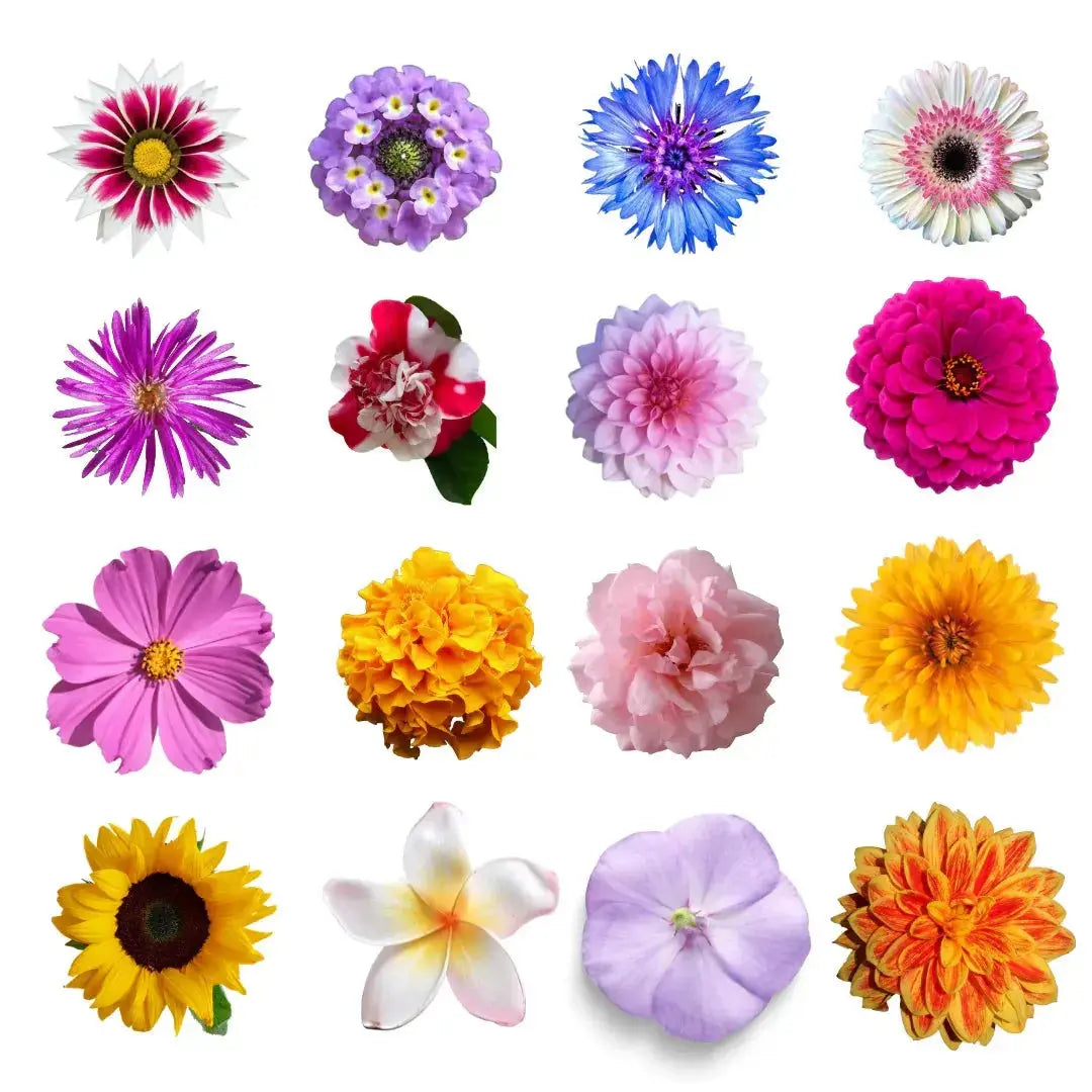 Flower Gift Pack – A Gift that Blooms with Joy | Pack of 6 premium seeds - Garden365
