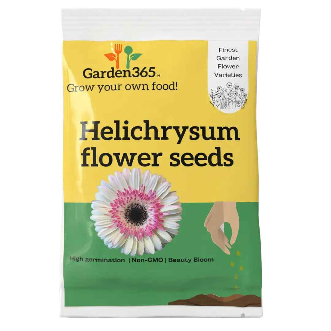 Helichrysum Flower Seeds