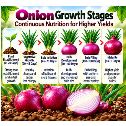 Onion Organic Master 7X Crop-Specific Organic Fertilizer Water Soluble Organic Fertilizer