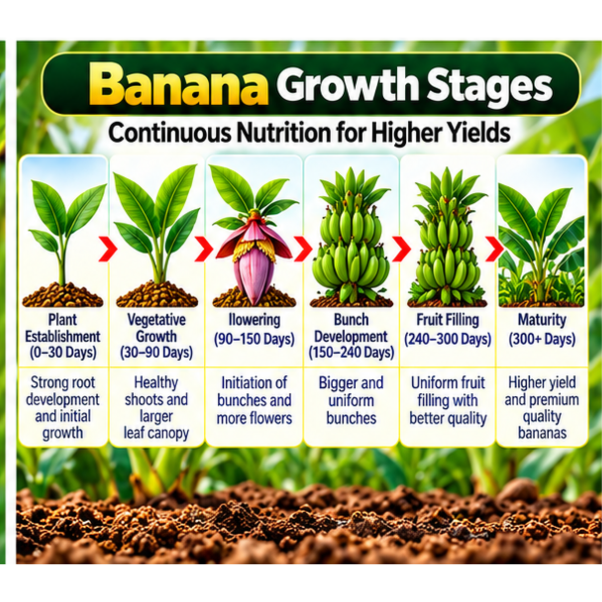 Banana Organic Master 7X Crop-Specific Organic Fertilizer Water Soluble Organic Fertilizer