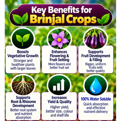 Brinjal Organic Master 7X Water Soluble Organic Fertilizer