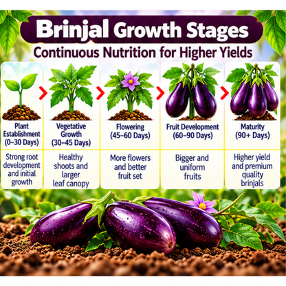 Brinjal Organic Master 7X Water Soluble Organic Fertilizer