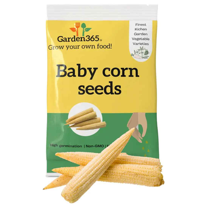 Baby Corn Seeds | Organic Heirloom Naati Seeds | 30 Seeds | Kitchen Garden Seeds of बेबी कॉर्न / ಬೇಬಿ ಕಾರ್ನ್ / బేబీకార్న్ / பேபி கார்ன் / ബേബി കോൺ