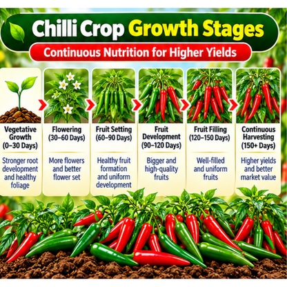 Chilli Organic Master 7X Water Soluble Organic Fertilizer