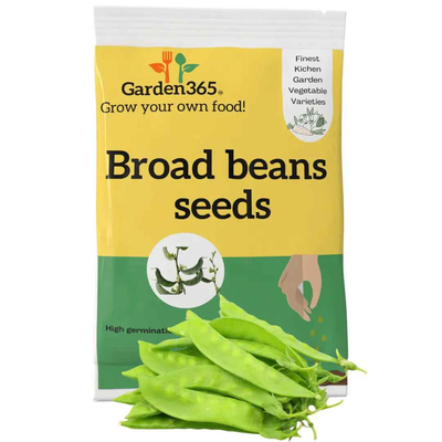 Broad Beans Seeds (Fava Beans) | Organic Heirloom Naati Seeds | 20 Seeds | Kitchen Garden Seeds of बाकला / ಅವರೆಕಾಯಿ / బాక్లా / அவரைக்காய் / അവരെക്കായ്
