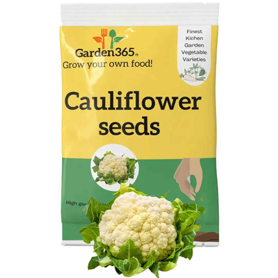Cauliflower Seeds | Organic Heirloom Naati Seeds | 30 Seeds | Kitchen Garden Seeds of फूलगोभी / ಹೂಕೋಸು / గోభి / பூக்கோஸ் / കോളിഫഌവർ