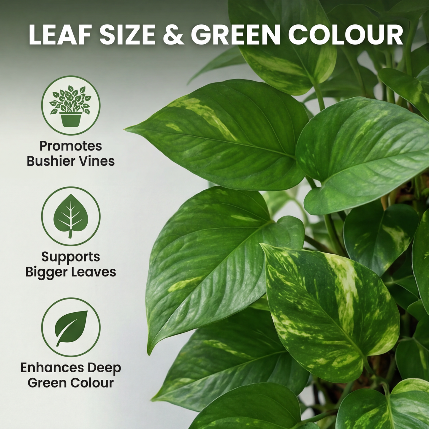 Pothos Special Plant Food – Growth Booster for Bushy Vines, Bigger Leaves & Healthy Indoor Plants (Apply Up to 100 Plants / Times)