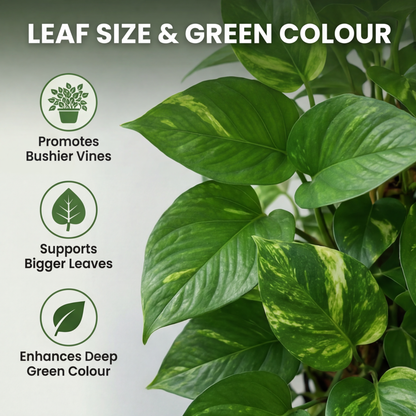 Pothos Special Plant Food – Growth Booster for Bushy Vines, Bigger Leaves & Healthy Indoor Plants (Apply Up to 100 Plants / Times)