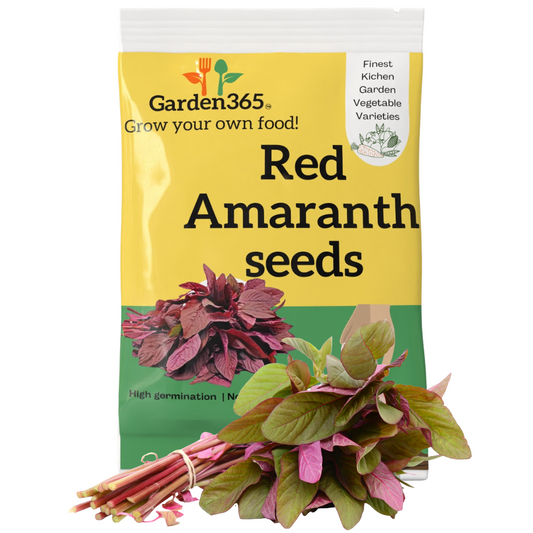 Organic Heirloom Red Amaranth Seeds (Lal Saag / Dantina Soppu) - Garden365