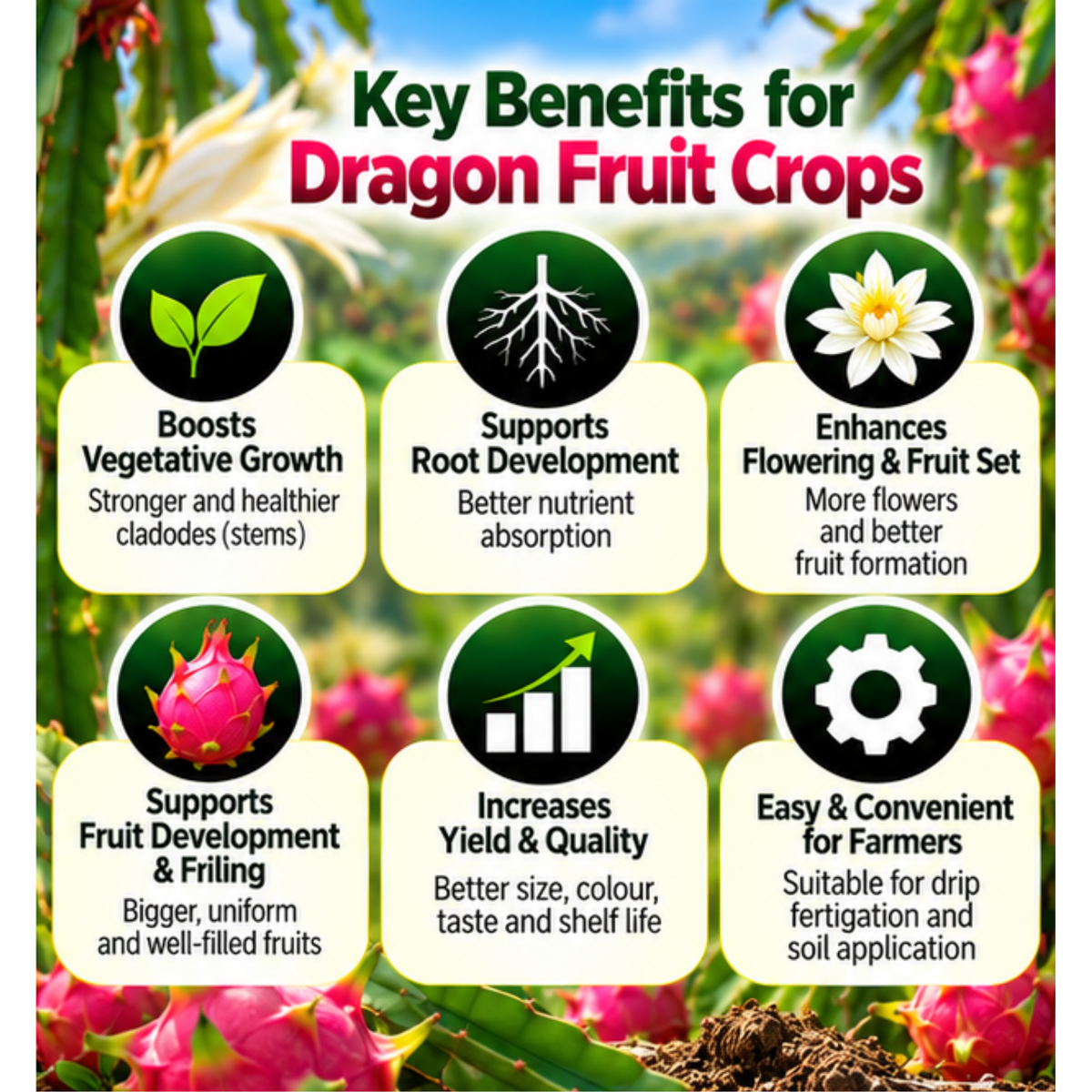 Dragon Fruit Organic Master 7X Crop-Specific Organic Fertilizer Water Soluble Organic Fertilizer