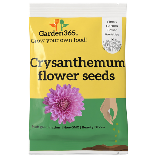 Chrysanthemum Flower Seeds - Garden365
