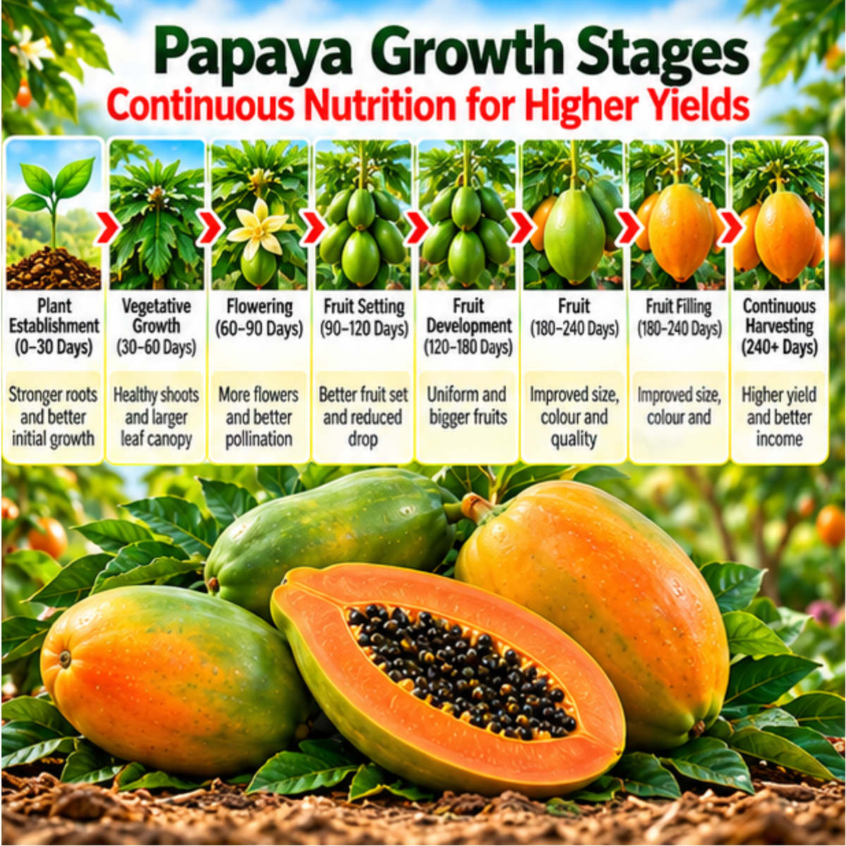 Papaya Organic Master 7X Crop-Specific Organic Fertilizer Water Soluble Organic Fertilizer