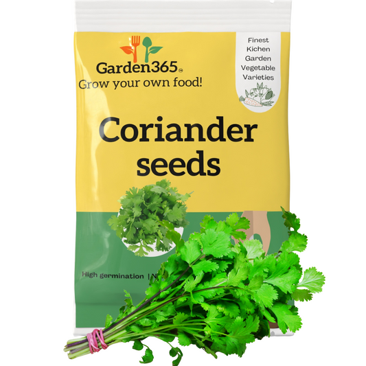 Organic Heirloom Coriander Seeds (Dhaniya) - Garden365