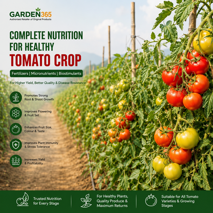 Tomato Crop Nutrition | Fertilizers, Micronutrients & Biostimulants for Tomato Crop