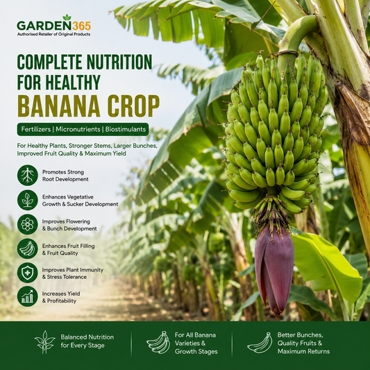 Banana Crop Nutrition | Fertilizers, Micronutrients & Biostimulants for Banana Crop