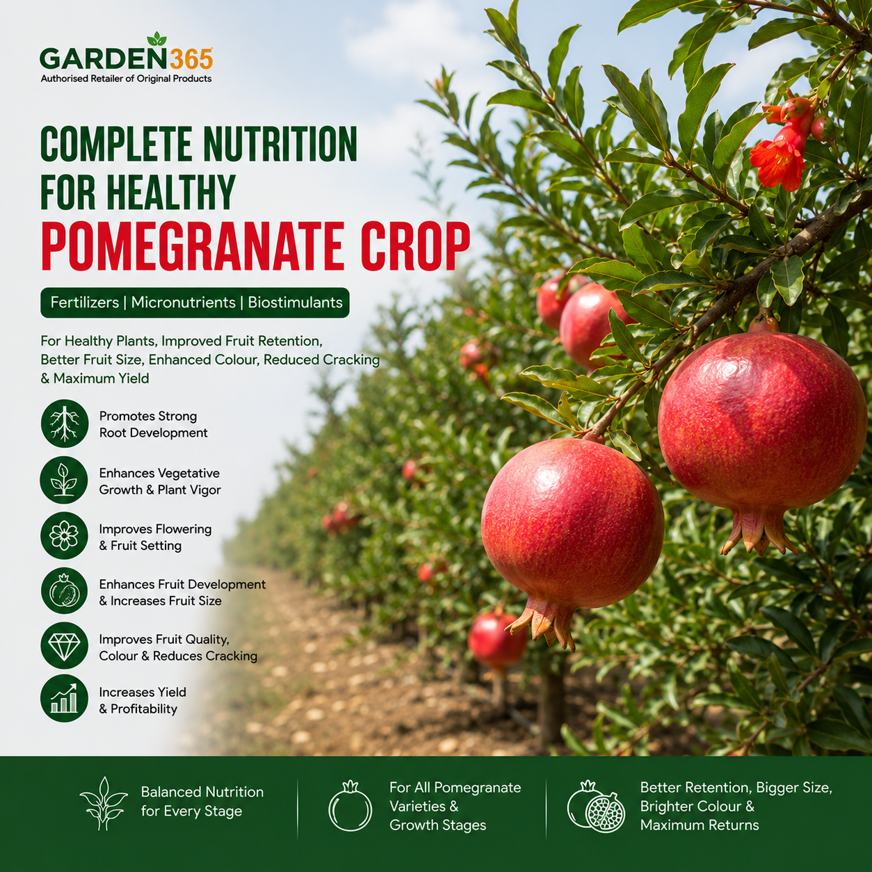 Pomegranate Crop Nutrition | Fertilizers, Micronutrients & Biostimulants for Pomegranate Crop