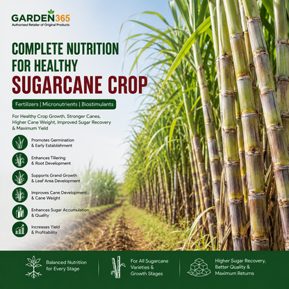 Sugarcane Crop Nutrition | Fertilizers, Micronutrients & Biostimulants for Sugarcane Crop