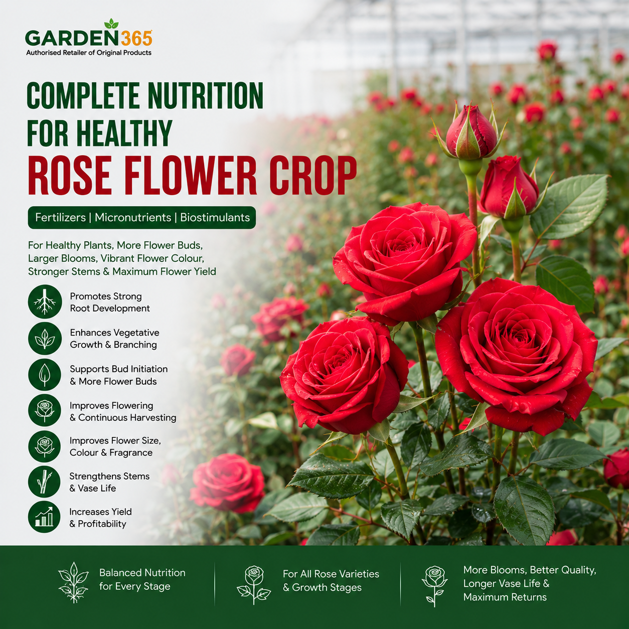 Rose Flower Crop Nutrition | Fertilizers, Micronutrients & Biostimulants for Rose Flower Crop