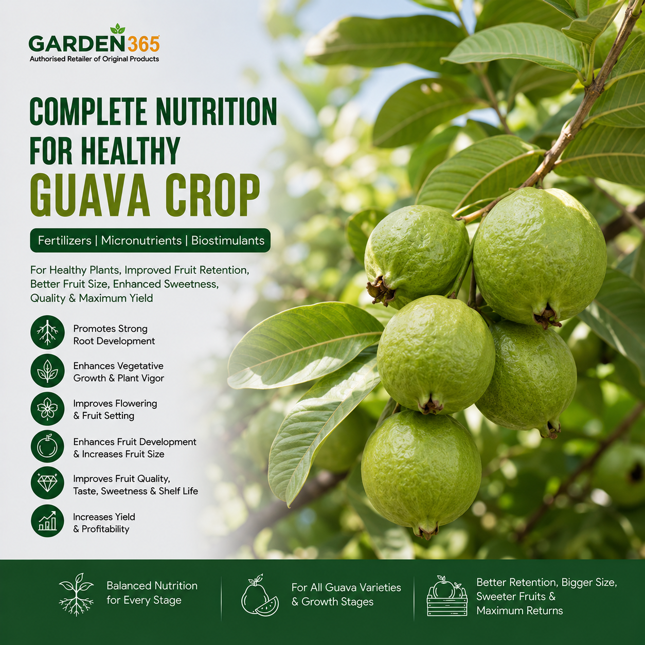 Guava Crop Nutrition | Fertilizers, Micronutrients & Biostimulants for Guava Crop