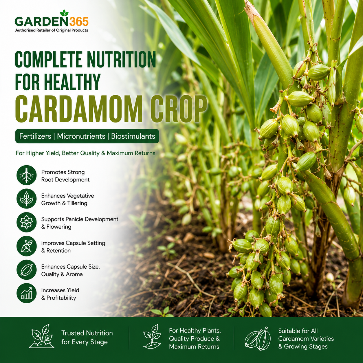 Cardamom Crop Nutrition | Fertilizers, Micronutrients & Biostimulants for Cardamom Crop