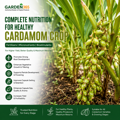 Cardamom Crop Nutrition | Fertilizers, Micronutrients & Biostimulants for Cardamom Crop