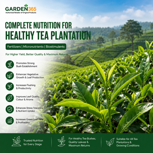Tea Plantation Nutrition | Fertilizers, Micronutrients & Biostimulants for Tea Plantation