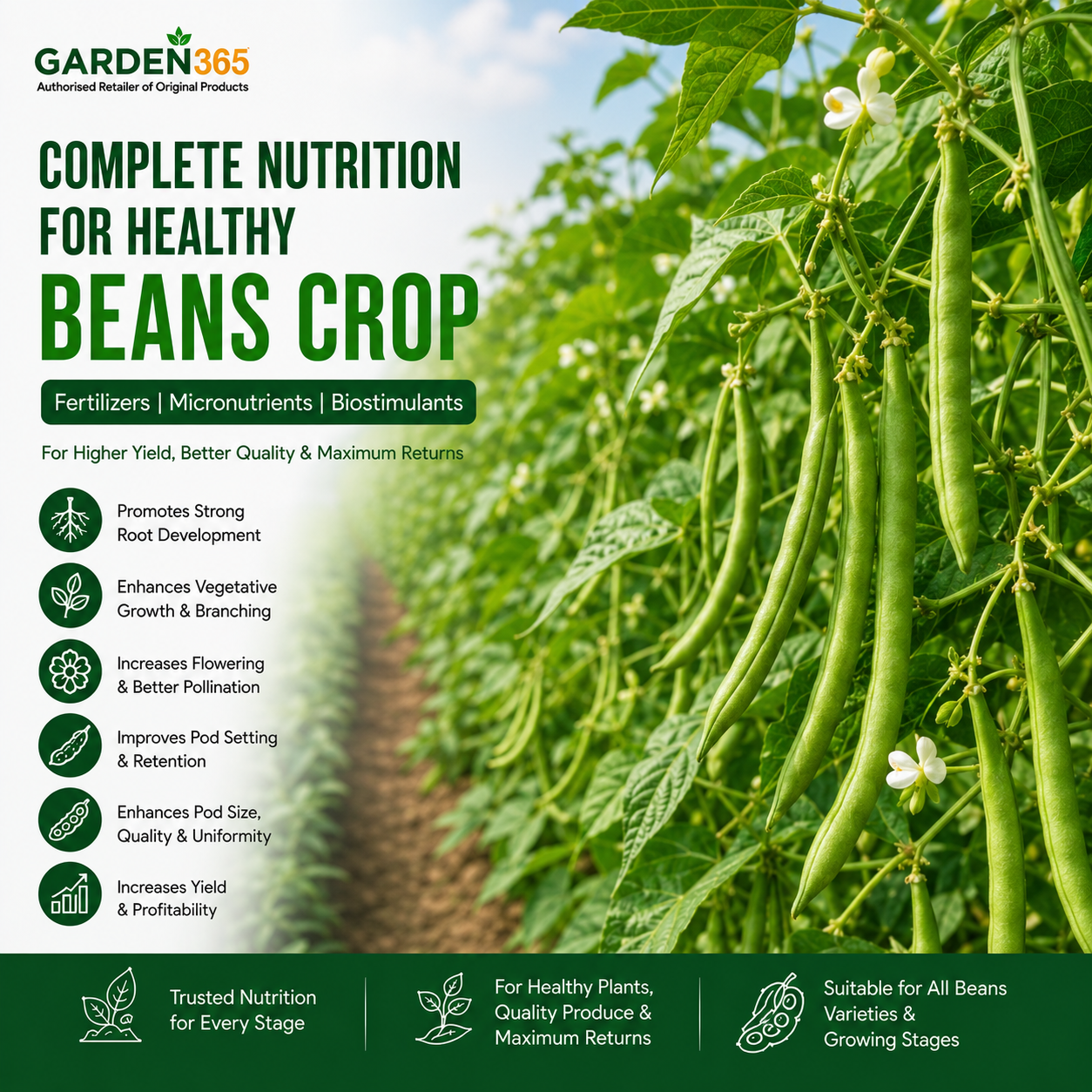 Beans Crop Nutrition | Fertilizers, Micronutrients & Biostimulants for Beans Crop