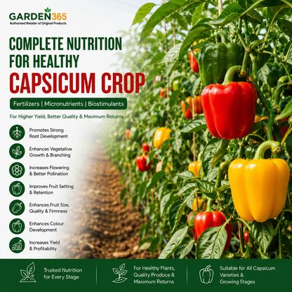 Capsicum Crop Nutrition | Fertilizers, Micronutrients & Biostimulants for Capsicum Crop