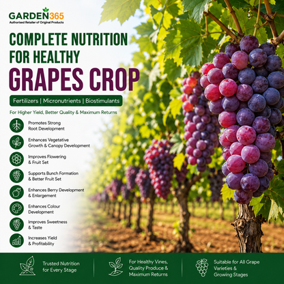 Grapes Crop Nutrition | Fertilizers, Micronutrients & Biostimulants for Grapes Crop