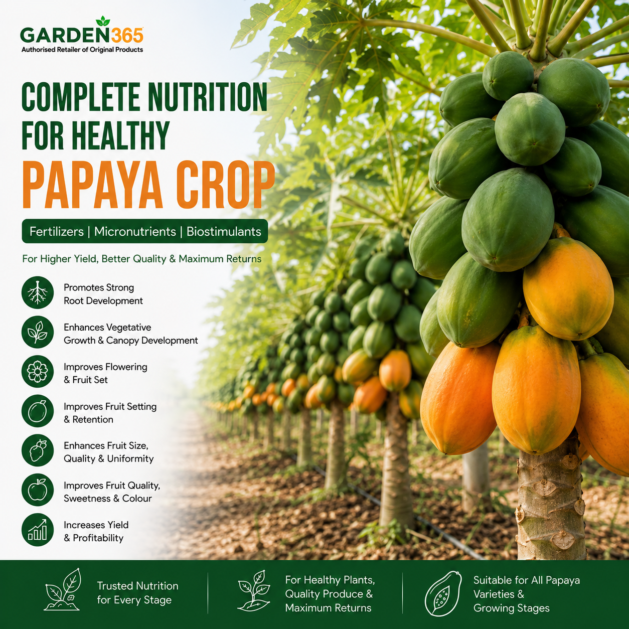 Papaya Crop Nutrition | Fertilizers, Micronutrients & Biostimulants for Papaya Crop