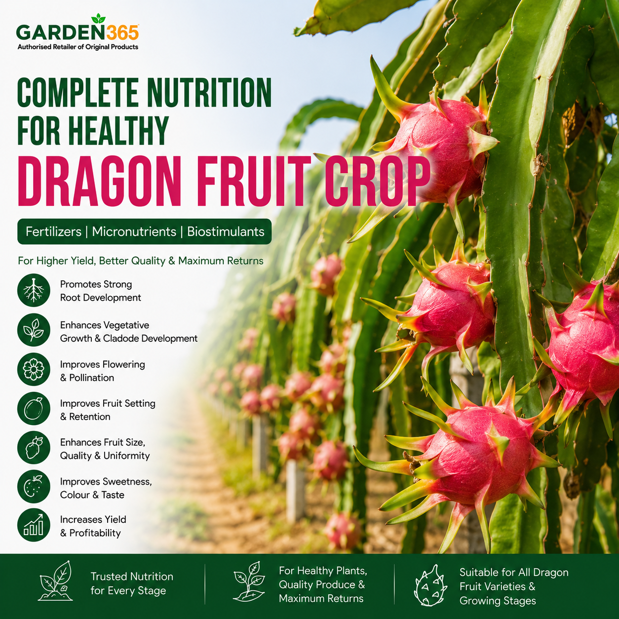 Dragon Fruit Crop Nutrition | Fertilizers, Micronutrients & Biostimulants for Dragon Fruit Crop